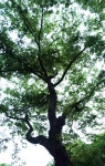대전광역시 보호수 6-5-4-3-2-1 느티나무/대덕구 비래동 503 - ♣ 한봉수(보호수) - 동악산기슭 대전광역시 보호수 6-5-4-3-2-1 느티나무... 
