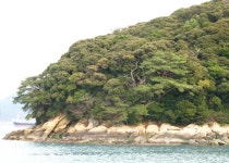 천연기념물 제28호 전남 완도군 완도읍 군내리 완도 주도 상록수림 (2) - ♣ 한봉수(수목류 천연기념물) - 동악산기슭 천연기념물 제28호 전남... 
