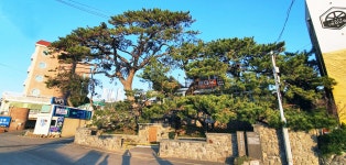 부산광역시 보호수 2-9-1 곰솔/해운대구 중2동 594-1 - ♣ 한봉수(보호수) - 동악산기슭 부산광역시 보호수 2-9-1 곰솔/해운대구 중2동 594-1