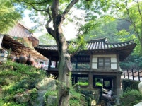 대전광역시 보호수 6-5-4-3-2-1 느티나무/대덕구 비래동 503 - ♣ 한봉수(보호수) - 동악산기슭 대전광역시 보호수 6-5-4-3-2-1 느티나무... 