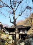 대전광역시 보호수 6-5-4-3-2-1 느티나무/대덕구 비래동 503 - ♣ 한봉수(보호수) - 동악산기슭 대전광역시 보호수 6-5-4-3-2-1 느티나무... 