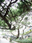 부산광역시 보호수 2-9-1 곰솔/해운대구 중2동 594-1 - ♣ 한봉수(보호수) - 동악산기슭 부산광역시 보호수 2-9-1 곰솔/해운대구 중2동 594-1