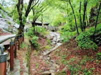 대전광역시 보호수 6-5-4-3-2-1 느티나무/대덕구 비래동 503 - ♣ 한봉수(보호수) - 동악산기슭 대전광역시 보호수 6-5-4-3-2-1 느티나무... 