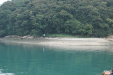 천연기념물 제28호 전남 완도군 완도읍 군내리 완도 주도 상록수림 (2) - ♣ 한봉수(수목류 천연기념물) - 동악산기슭 천연기념물 제28호 전남... 