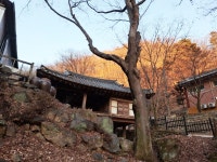 대전광역시 보호수 6-5-4-3-2-1 느티나무/대덕구 비래동 503 - ♣ 한봉수(보호수) - 동악산기슭 대전광역시 보호수 6-5-4-3-2-1 느티나무... 