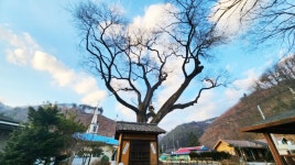 강원특별자치도 보호수 강원-원주-60 느릅나무3본/원주시 신림면 구학리 55 - ♣ 한봉수(보호수) - 동악산기슭 강원특별자치도 보호수 강원... 