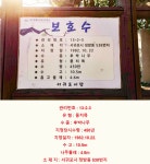제주특별자치도 보호수 13-2-3 후박나무/서귀포시 정방동 538 - ♣ 한봉수(보호수) - 동악산기슭 제주특별자치도 보호수 13-2-3 후박나무... 