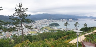 천연기념물 제28호 전남 완도군 완도읍 군내리 완도 주도 상록수림 (2) - ♣ 한봉수(수목류 천연기념물) - 동악산기슭 천연기념물 제28호 전남... 