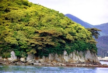 천연기념물 제28호 전남 완도군 완도읍 군내리 완도 주도 상록수림 (2) - ♣ 한봉수(수목류 천연기념물) - 동악산기슭 천연기념물 제28호 전남... 