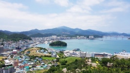 천연기념물 제28호 전남 완도군 완도읍 군내리 완도 주도 상록수림 (2) - ♣ 한봉수(수목류 천연기념물) - 동악산기슭 천연기념물 제28호 전남... 