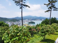천연기념물 제28호 전남 완도군 완도읍 군내리 완도 주도 상록수림 (2) - ♣ 한봉수(수목류 천연기념물) - 동악산기슭 천연기념물 제28호 전남... 