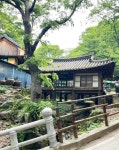 대전광역시 보호수 6-5-4-3-2-1 느티나무/대덕구 비래동 503 - ♣ 한봉수(보호수) - 동악산기슭 대전광역시 보호수 6-5-4-3-2-1 느티나무... 