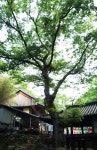대전광역시 보호수 6-5-4-3-2-1 느티나무/대덕구 비래동 503 - ♣ 한봉수(보호수) - 동악산기슭 대전광역시 보호수 6-5-4-3-2-1 느티나무... 