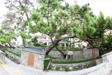부산광역시 보호수 2-9-1 곰솔/해운대구 중2동 594-1 - ♣ 한봉수(보호수) - 동악산기슭 부산광역시 보호수 2-9-1 곰솔/해운대구 중2동 594-1