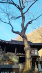 대전광역시 보호수 6-5-4-3-2-1 느티나무/대덕구 비래동 503 - ♣ 한봉수(보호수) - 동악산기슭 대전광역시 보호수 6-5-4-3-2-1 느티나무... 