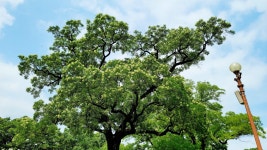 대구광역시 보호수 1-3 회화나무/중구 달성동 294-1 - ♣ 한봉수(보호수) - 동악산기슭 대구광역시 보호수 1-3 회화나무/중구 달성동 294-1