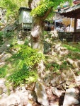 대전광역시 보호수 6-5-4-3-2-1 느티나무/대덕구 비래동 503 - ♣ 한봉수(보호수) - 동악산기슭 대전광역시 보호수 6-5-4-3-2-1 느티나무... 