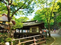 대전광역시 보호수 6-5-4-3-2-1 느티나무/대덕구 비래동 503 - ♣ 한봉수(보호수) - 동악산기슭 대전광역시 보호수 6-5-4-3-2-1 느티나무... 