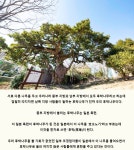제주특별자치도 보호수 13-2-3 후박나무/서귀포시 정방동 538 - ♣ 한봉수(보호수) - 동악산기슭 제주특별자치도 보호수 13-2-3 후박나무... 