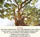 제주특별자치도 보호수 13-2-3 후박나무/서귀포시 정방동 538 - ♣ 한봉수(보호수) - 동악산기슭 제주특별자치도 보호수 13-2-3 후박나무... 