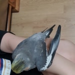 앵무새 날개 골절 - Q&A ,긴급도움 - 사랑스러운애완조류 앵무새 날개 골절