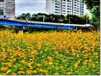 황화 코스모스가 만개한 풍경 - 자작 사진방 - 홍우회(88) 황화 코스모스가 만개한 풍경