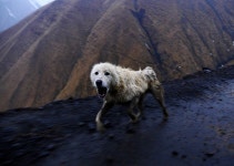 럭키와 해피- 럭키가 죽다 - 자유 게시판 - 현대 액티브 힐링 명상 센터-국제공인 한국 오쇼명상 센터 럭키와 해피- 럭키가 죽다