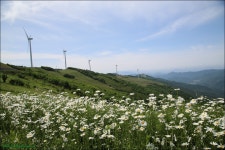 제 347 차 평창 청옥산 (1255.7m) 육백마지기... 포항한길산악회 제 347 차 평창 청옥산 (1255.7m) 육백마지기 -(코로나5인이상모임금지로 취소함)