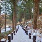 제239차 2026 병오년 첫 강원도 횡성 태기산 눈꽃산행공지의 건!... 공시) - 대구건우산악회 제239차 2026 병오년 첫 강원도 횡성 태기산 