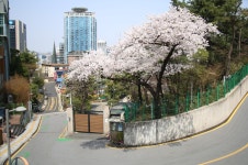 남산 벚꽃길 런 4 - 훈련사진 - VMK한국시각장애인마라톤회 남산 벚꽃길 런 4