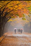 안동문화탐방 가을밤의 음악회 - 예음행사/이벤트/공연소식 - 예음문화예술마당 안동문화탐방 가을밤의 음악회