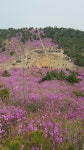 2025년 04월 05일 무학산 (진달래,벚꽃)산행안내 - 토요 / 산행... 안양산죽산악회 (안양산죽회) 2025년 04월 05일 무학산 (진달래,벚꽃)산행안내