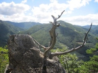 2025년 7월 6일 (일요일) 백운산(정선)(100대명산)산행안내... 2025년 7월 6일 (일요일) 백운산(정선)(100대명산)산행안내 (한성병원기준 6시30분)