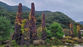 송년 산행(고창 선운산) 안내 - 일요 / 산행 신청방... 안양산죽산악회 (안양산죽회) 2022년 12월 25일(일). 송년 산행(고창 선운산) 안내