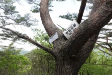 2022년 09월 04일(일) 소백산 구봉팔문 산행 안내(2) - 일요 / 산행... (안양산죽회) 2022년 09월 04일(일) 소백산 구봉팔문 산행 안내(2)