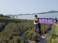 2021년 05월23일(일) 신안군 퍼플교,고창 청보리밭 안내 - 일요 / 산행 신청방 - 안양산죽산악회 (안양산죽회) 2021년 05월23일(일) 신안군... 