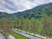 치악산둘레길 11코스중 3코스 수레너머길 - 2024년산행사진 - 전 주 다 정 산 악 회 치악산둘레길 11코스중 3코스 수레너머길