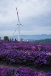 감악산 아스타국화축제 및 창포원(1) - 2025년산행사진 - 전 주 다 정 산 악 회 감악산 아스타국화축제 및 창포원(1)