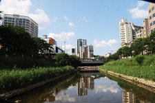 여름 불광천변에서 - ☆...일반 사진 방..2 - 엔카 컴나라 여름 불광천변에서