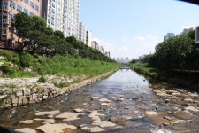 여름 불광천변에서 - ☆...일반 사진 방..2 - 엔카 컴나라 여름 불광천변에서
