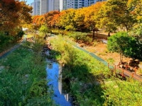 해운대 좌동 신도시 춘천 단풍 - ☆ 풍경사진 ☆ - hotel25 해운대 좌동 신도시 춘천 단풍