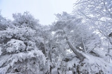 제283차 덕유산 명산산행 [1월25일 06시 화서역출발] - 2월22일 강원 원주 치악산[일요일 06시 화서역] - 수원영통산악회 수원영통산악회