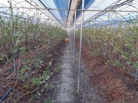 산내들 유기농블루베리 농장소개 - 산내들 블루베리 농장일지 - 산내들 유기농블루베리 산내들 유기농블루베리 농장소개