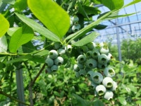 5월초 비가림하우스 - 산내들 블루베리 농장일지 - 산내들 유기농블루베리 5월초 비가림하우스