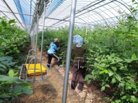 비가림 유기농블루베리 수확 - 산내들 블루베리 농장일지 - 산내들 유기농블루베리 비가림 유기농블루베리 수확