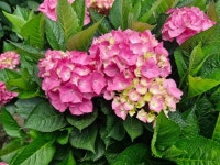 율봄 식물원 - ♣ 일반사진방 - 7남매 가족 율봄 식물원