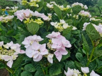 율봄 식물원 - ♣ 일반사진방 - 7남매 가족 율봄 식물원