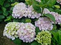 율봄 식물원 - ♣ 일반사진방 - 7남매 가족 율봄 식물원