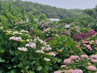 율봄 식물원 - ♣ 일반사진방 - 7남매 가족 율봄 식물원