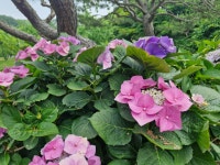 율봄 식물원 - ♣ 일반사진방 - 7남매 가족 율봄 식물원